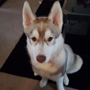 Meet your Posher, Brittney